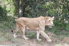 KRUGER-PARK